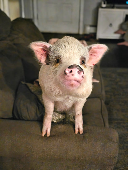 June 28 | Crafting with Dot & Blaze the Pigs